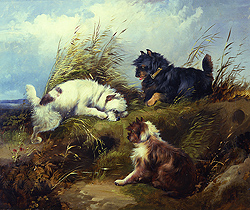 Terriers - George Armfield